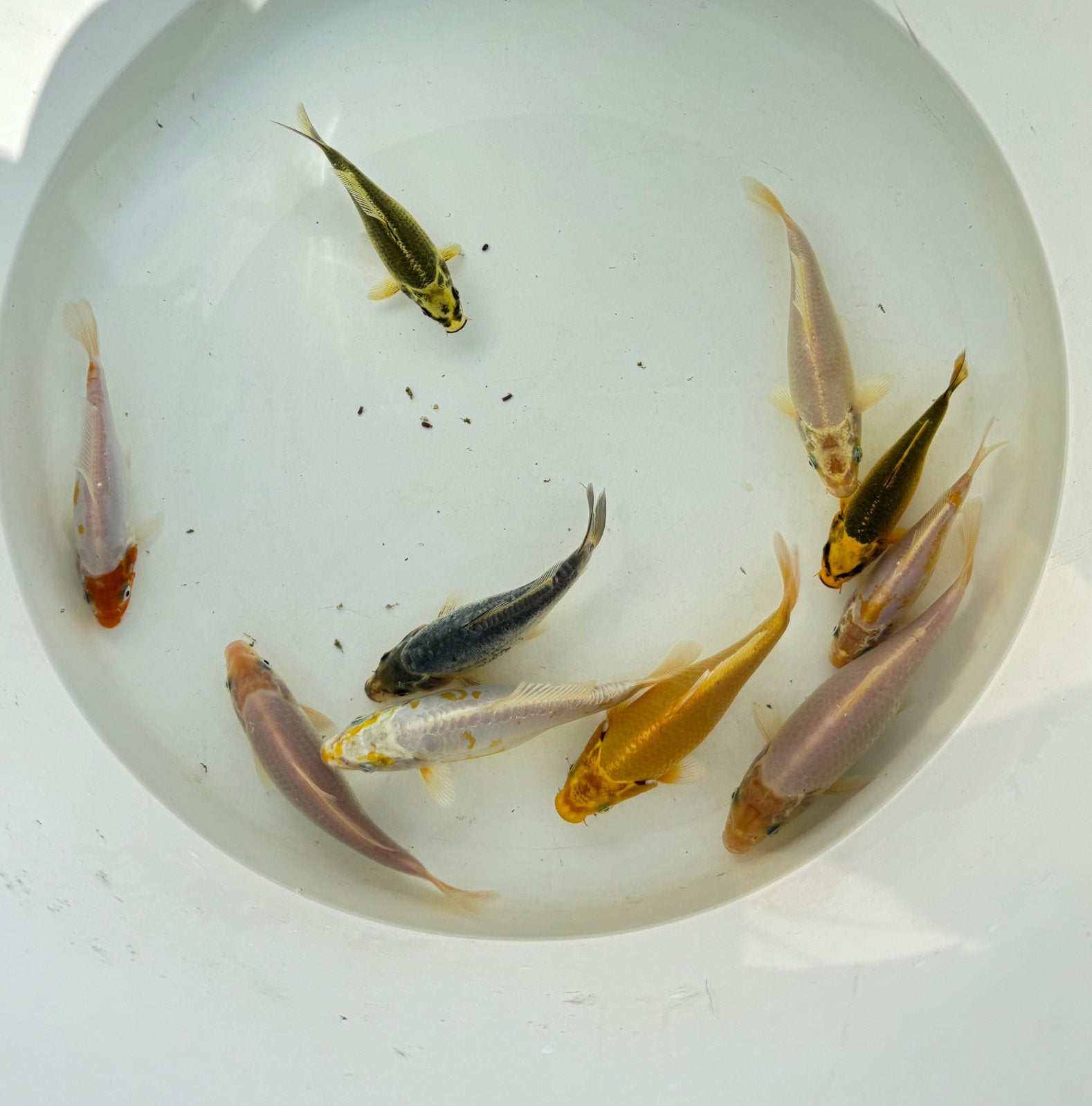 10 koi eigen kweek 10-15 cm (minstens per 5), Dieren en Toebehoren, Vissen | Vijvervissen, Karper of Koi