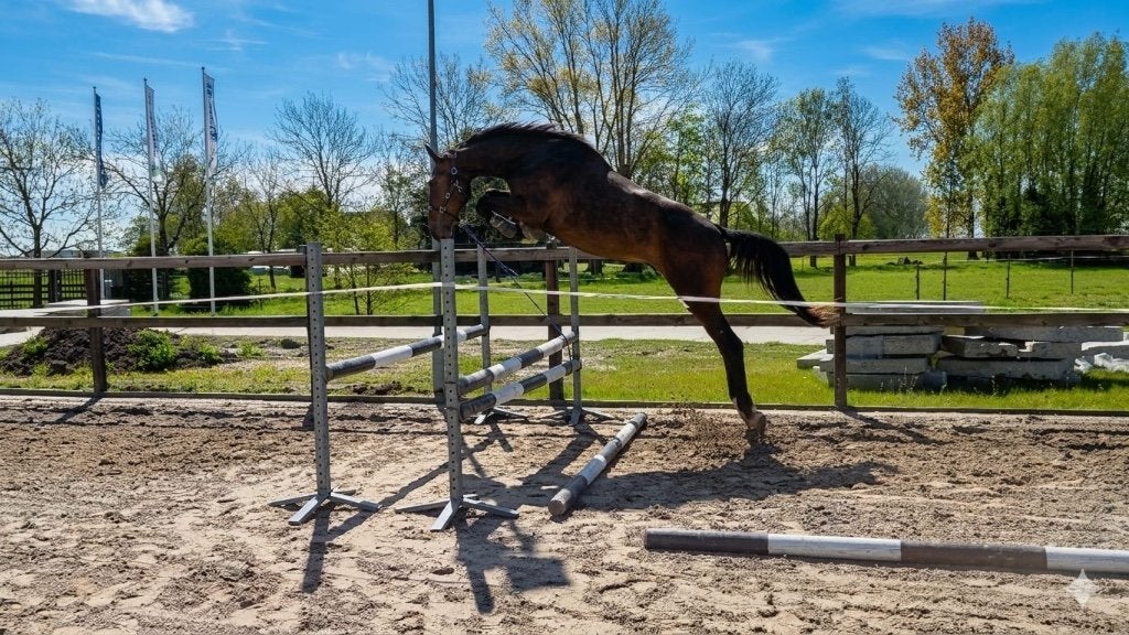 Top springpaard, Animaux & Accessoires, Chevaux, Hongre, 3 à 6 ans, Non dressé, Cheval de saut