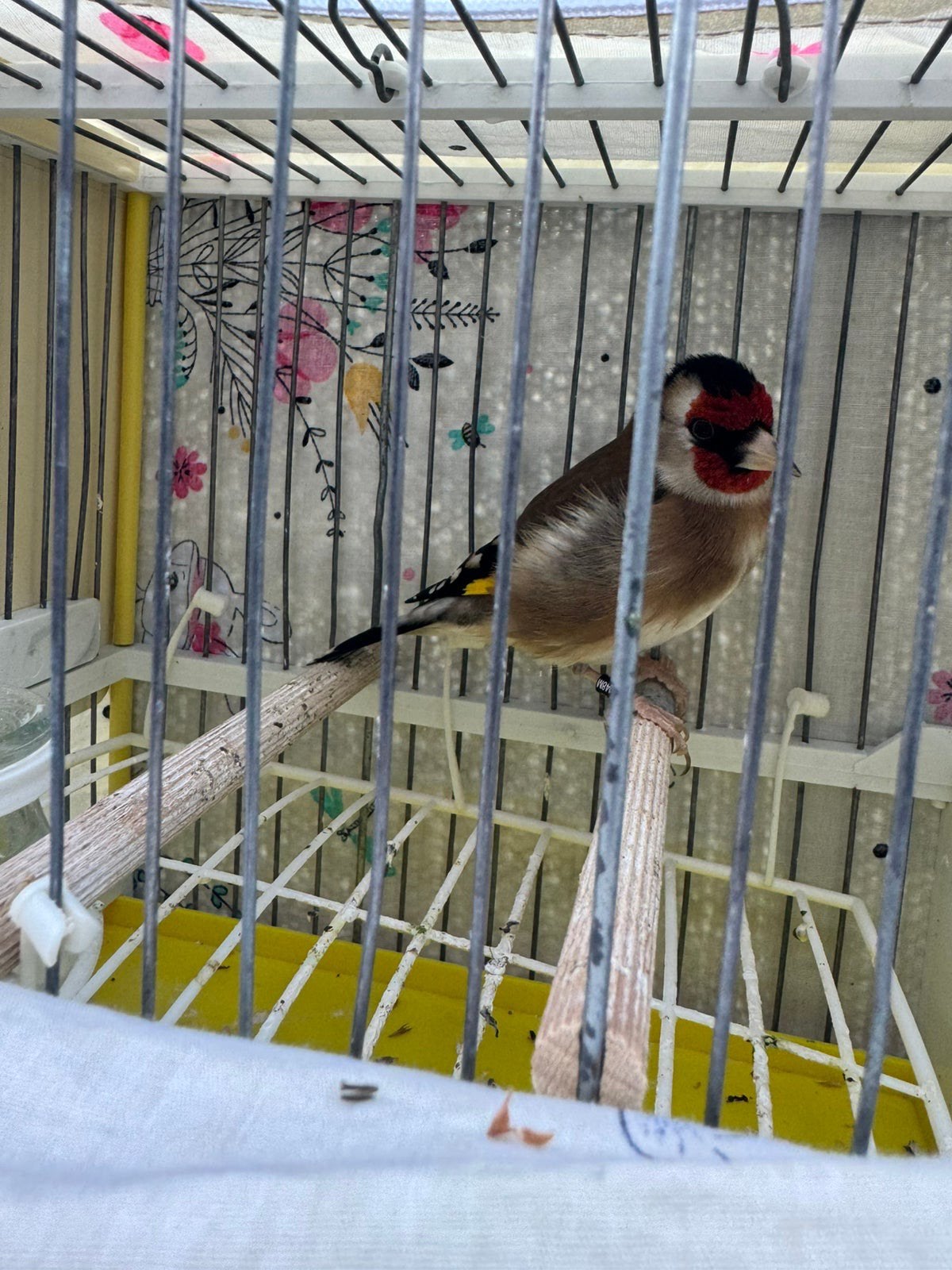 Chardonneret Male 2025