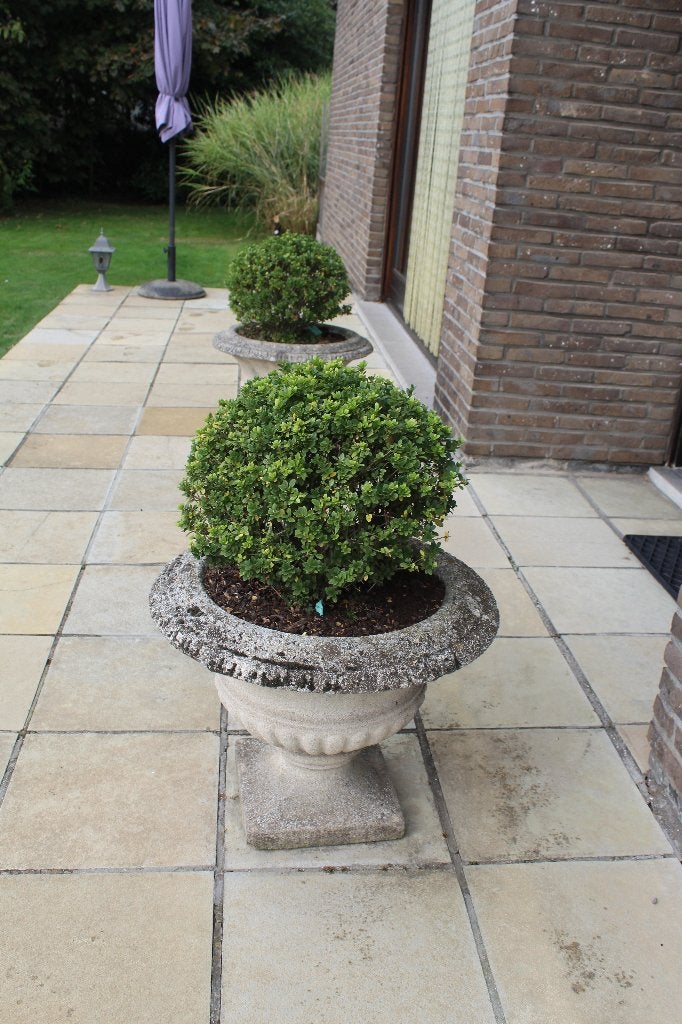 Tuinvazen beton, Vaste plant, Halfschaduw, Zomer, Ophalen