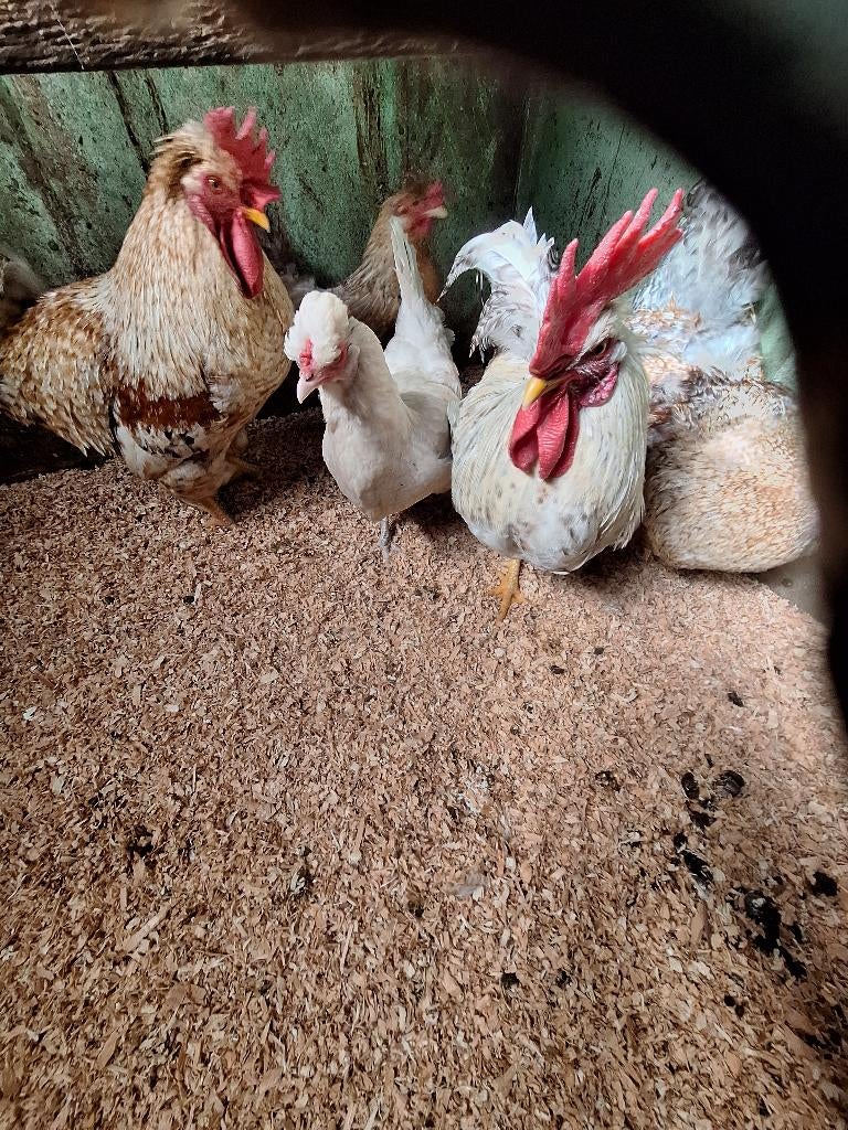 Broedeieren groenleggers, Dieren en Toebehoren, Pluimvee