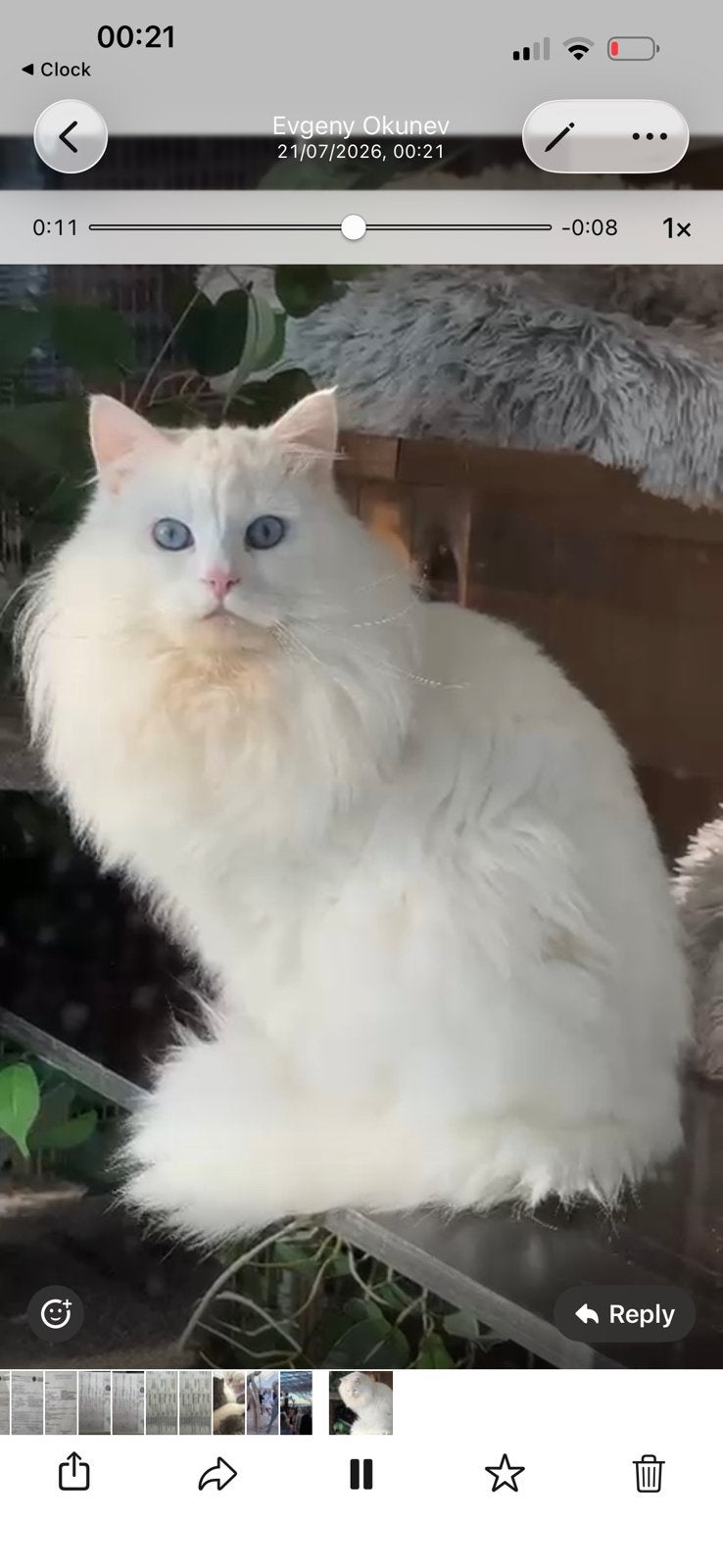 Siberian te koop, Chat, Avec pedigree, 0 à 2 ans