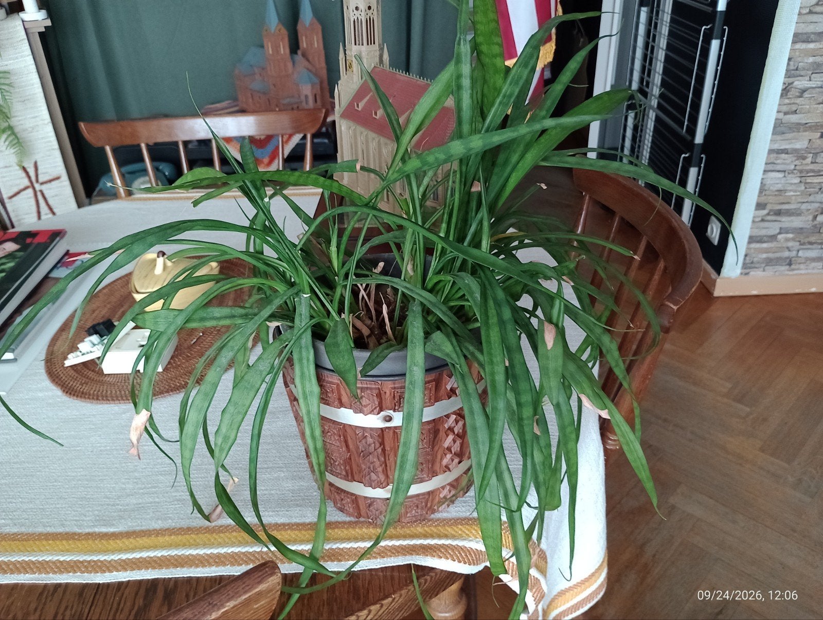 plante intérieur sanseviere sansevieria ( sans pot), Autres espèces, En pot, Moins de 100 cm, Enlèvement