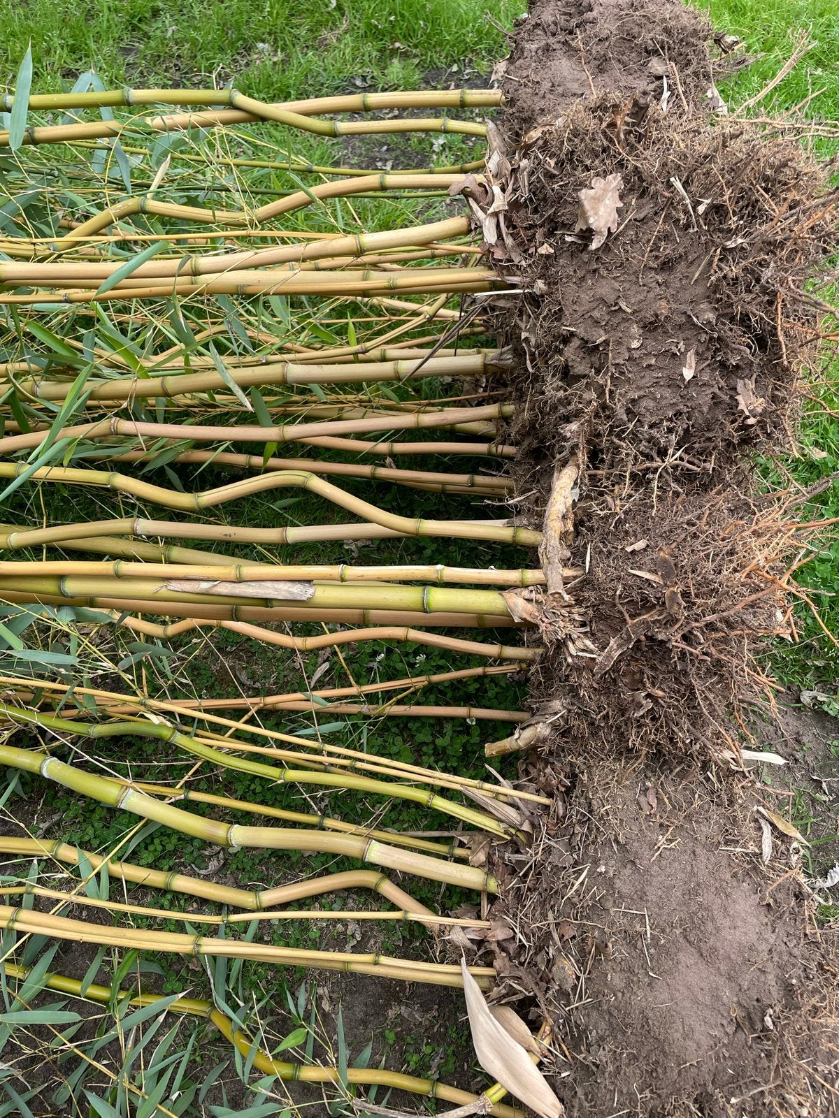 Bamboe met kluit, Ophalen