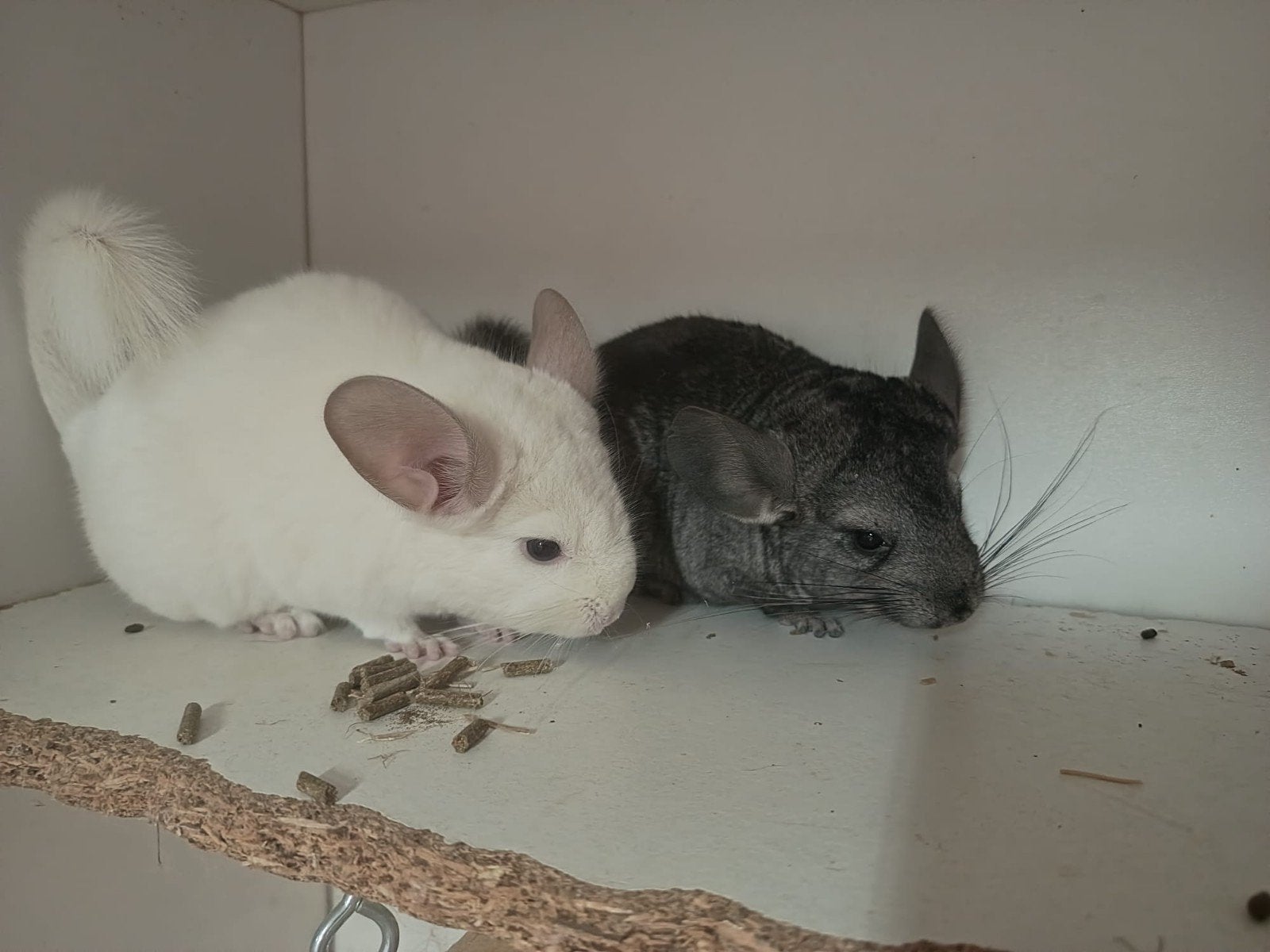 Hele lieve jonge chinchilla 's, Dieren en Toebehoren, Chinchilla, Juni, Meerdere dieren, Tam