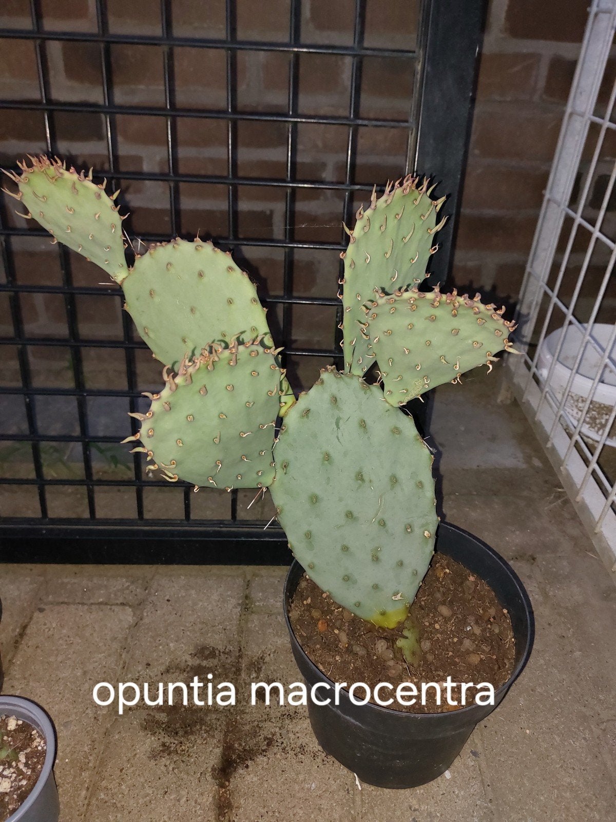 winterharde cactussen, Tuin en Terras, Volle zon, Vaste plant, Zomer, Ophalen