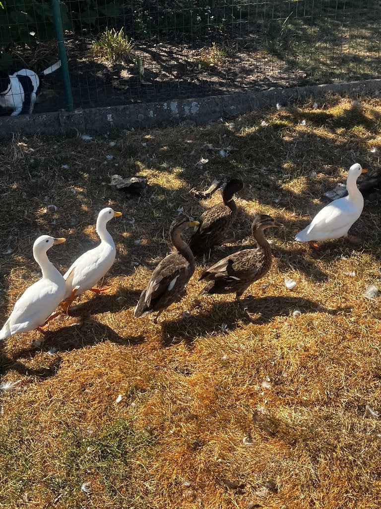 Wilde eenden, Meerdere dieren, Tam