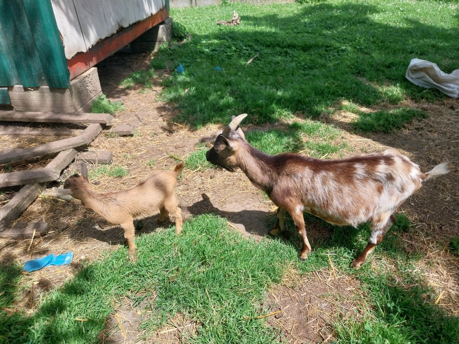 Dwerggeit, mieke. Met lam 2maand oud. Is een bokje, Plusieurs animaux, Chèvre