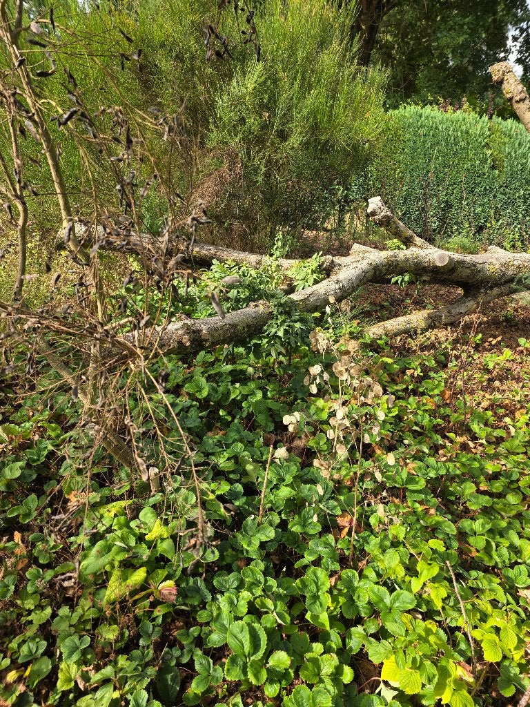 Bois de chauffage : frêne abattu à débiter, Jardin & Terrasse, Moins de 3 m³, Enlèvement, Frêne, Troncs d'arbres