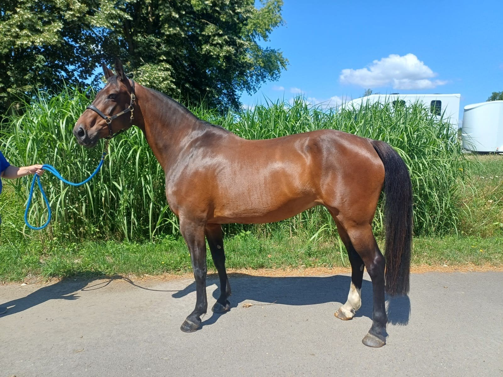 Zangersheide merie, Dieren en Toebehoren, Paarden