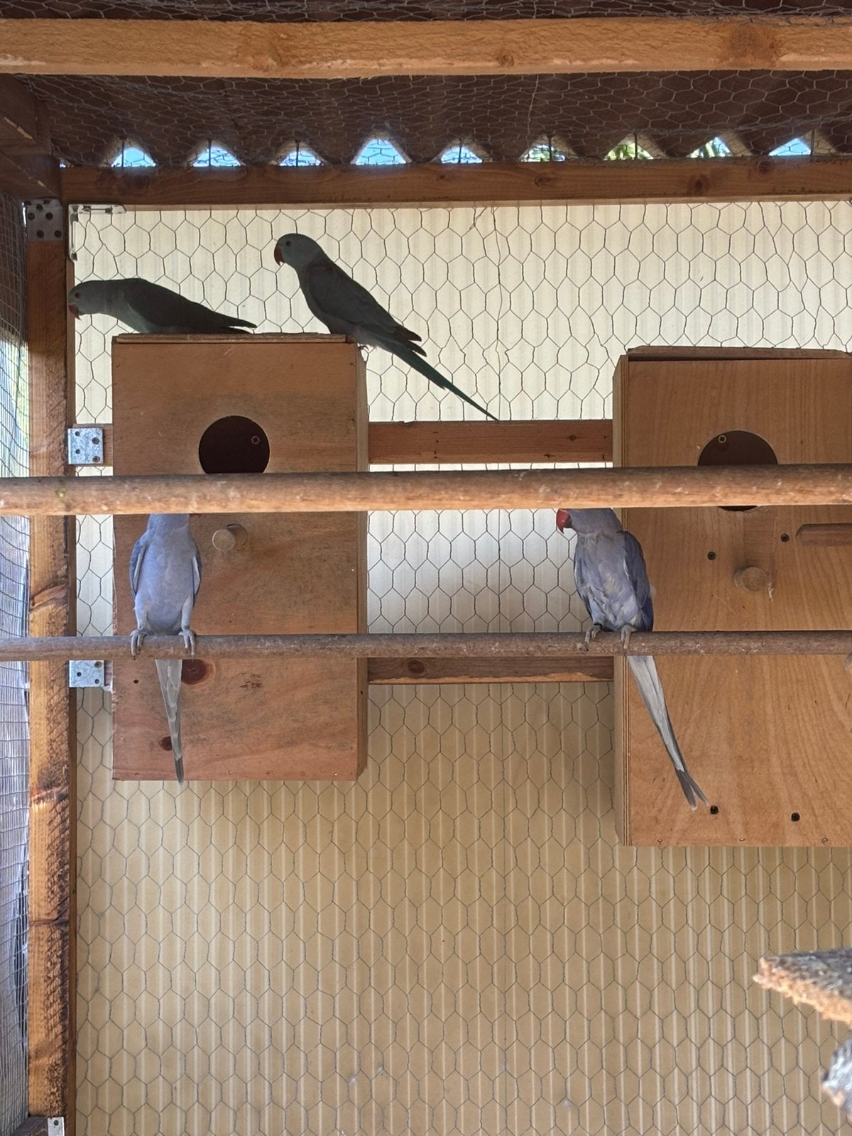 Halsband parkieten