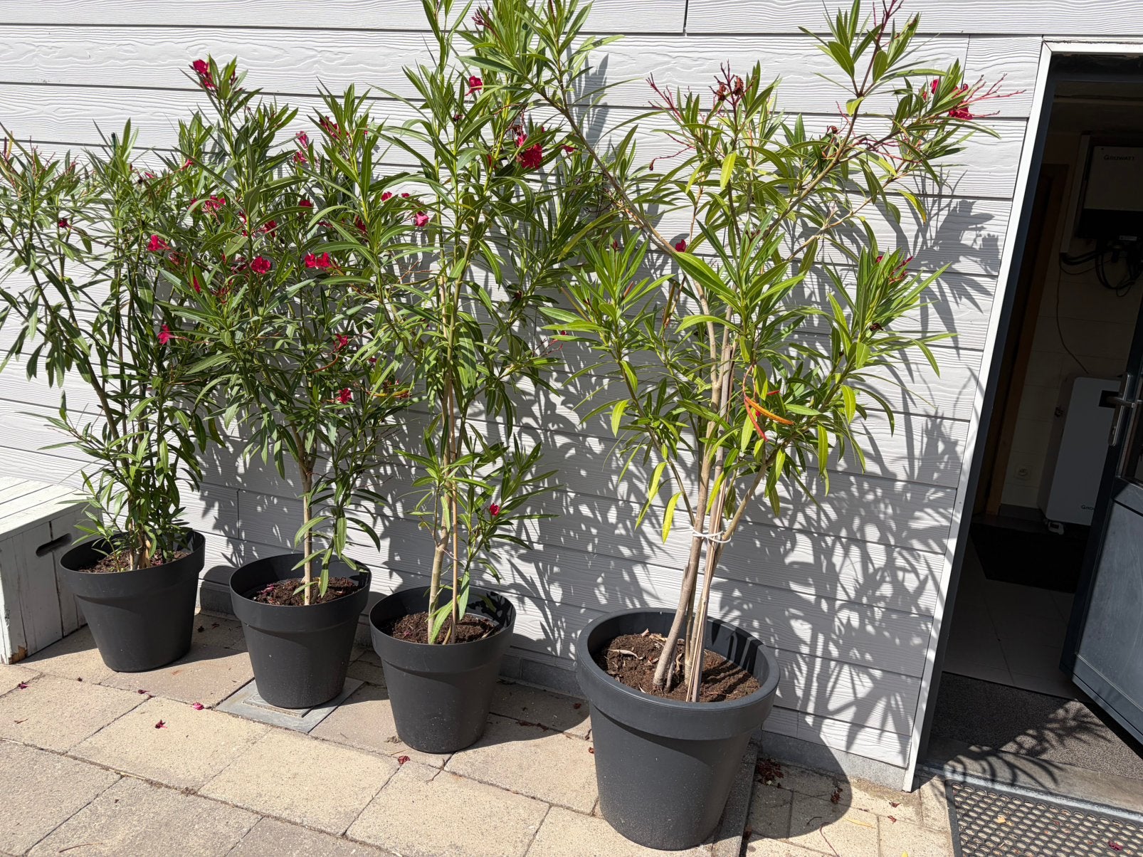 Oleander,eigen kweek, Jardin & Terrasse, Produits de culture, Enlèvement, Neuf, Autres types