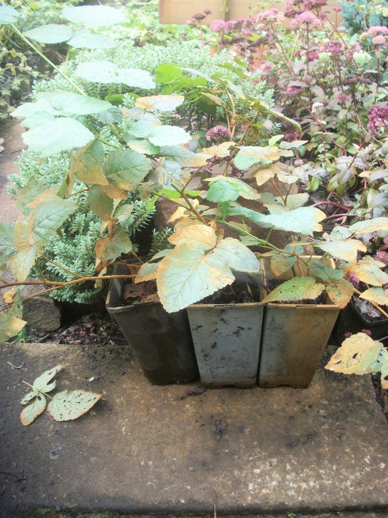 Rubus fruticosus 'Loganberry', Tuin en Terras, Ophalen, Volle zon, Vaste plant, Zomer