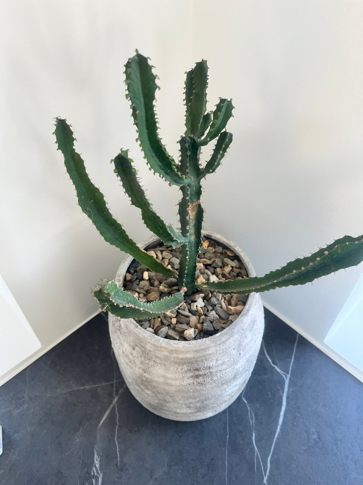 Cactus in zeer mooie pot, Ophalen, Cactus, In pot