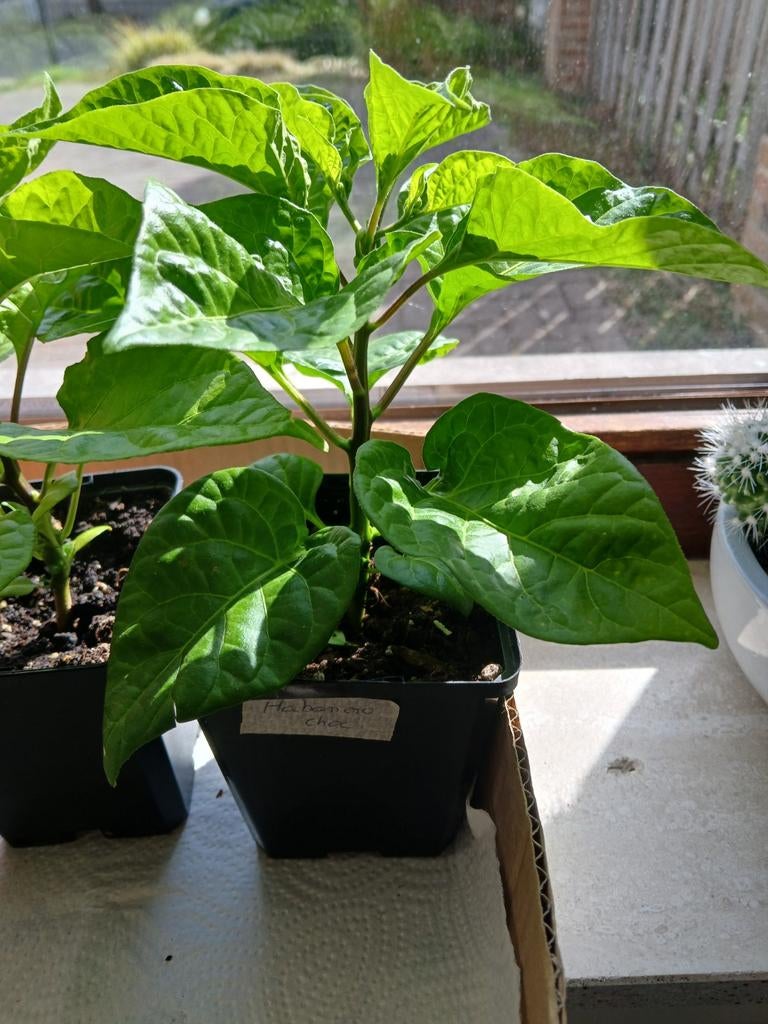 Habanero Chocolate (hete rode peper), Tuin en Terras, Ophalen