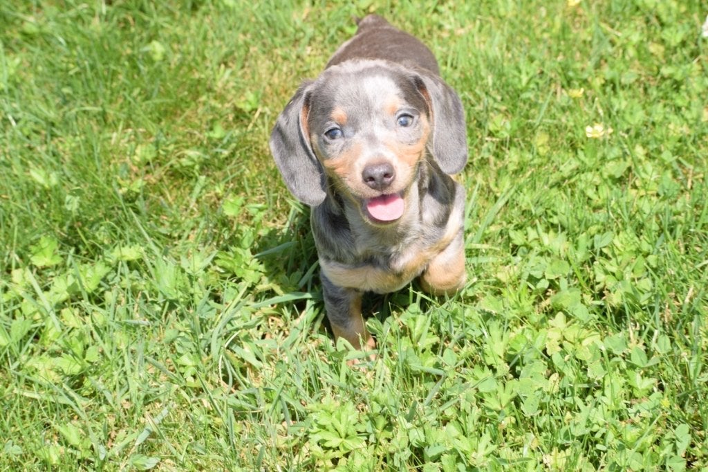 Chiots teckel disponibles immédiatement, Animaux & Accessoires, Chiens | Teckels & Bassets, Poils courts, Plusieurs, Nain, Belgique
