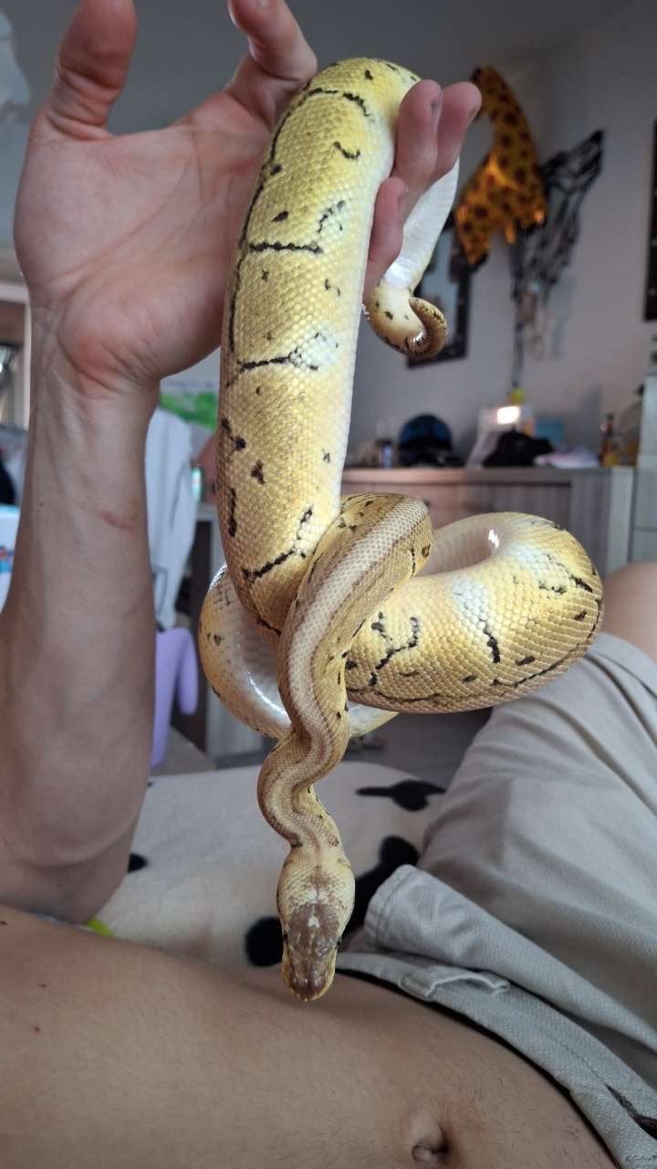 Mooie python, Dieren en Toebehoren, Reptielen en Amfibieën