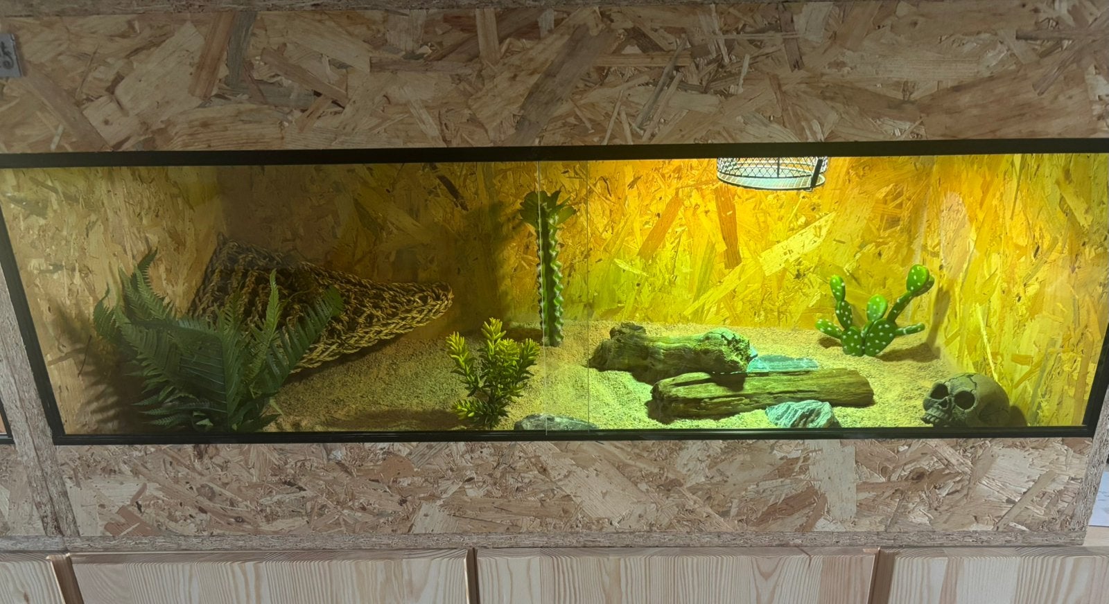 Dwergbaardagaam + osb terrarium 100x50x50 + toebehoren, Animaux & Accessoires, Reptiles & Amphibiens | Accessoires, Comme neuf