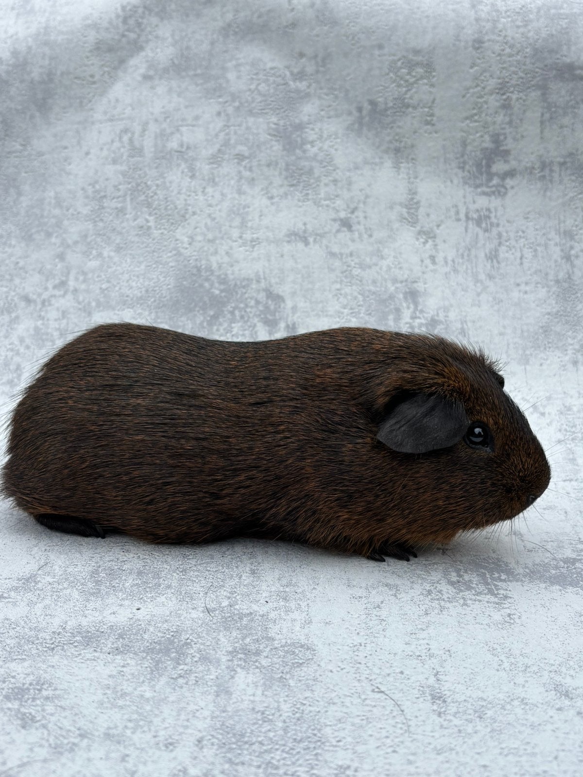 Cavia goudagouti mannelijk, Mars, Mâle, Cobaye