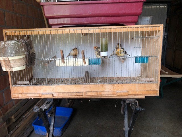 kanaries, Dieren en Toebehoren