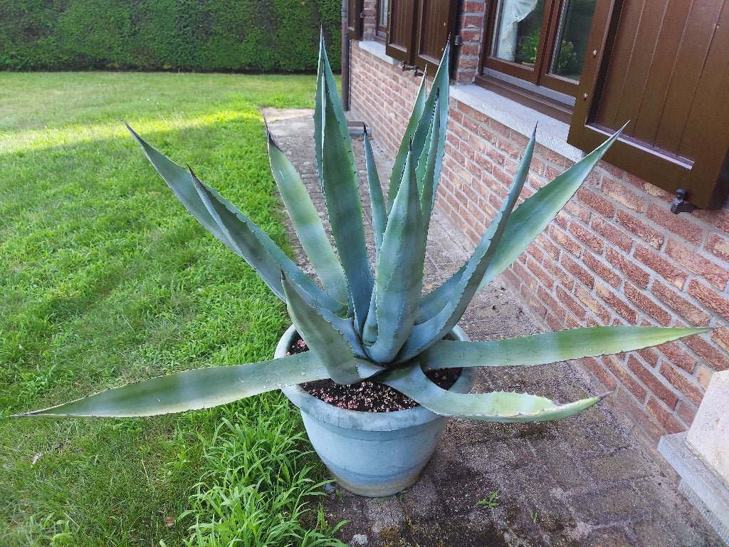 cactus, Jardin & Terrasse, Plantes | Jardin, Autres espèces, Ne fleurit pas, Plein soleil, Enlèvement