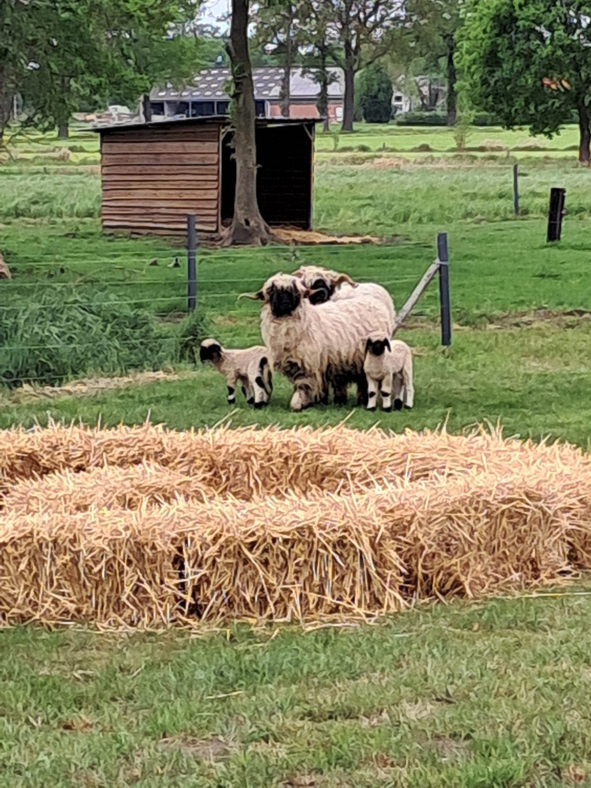 Walliser Schwarznase, Plusieurs animaux, Mouton