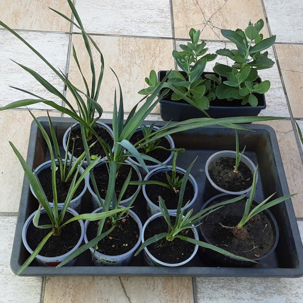 Goed gewortelde Yucca plantjes 0,20€/st, GRATIS bakje Sedum, Tuin en Terras, Planten | Struiken en Hagen, Struik, Ophalen of Verzenden