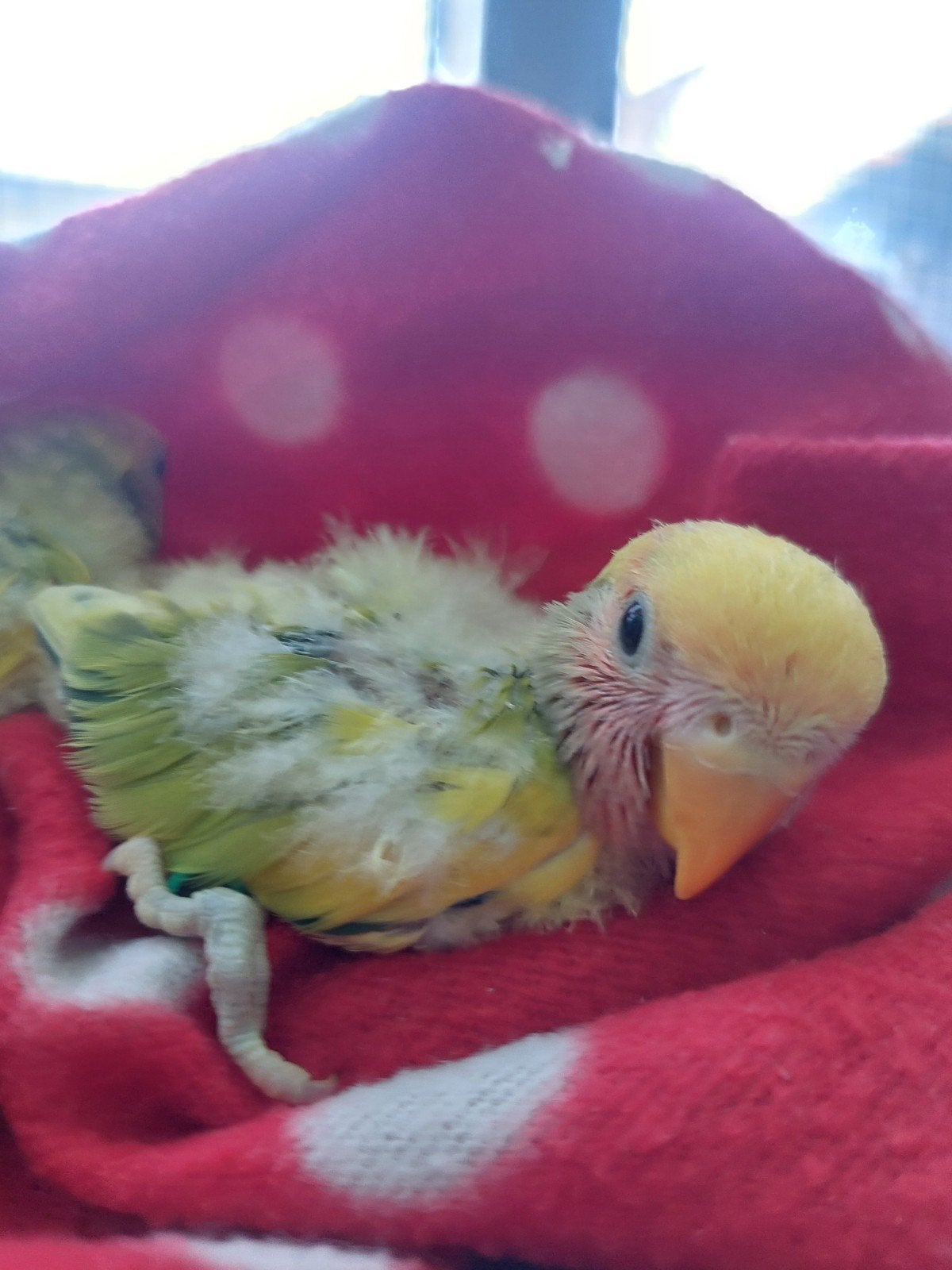 Agapornis baby handtam, Bagué