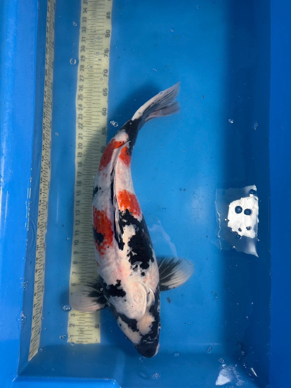 Koi - Showa 70cm