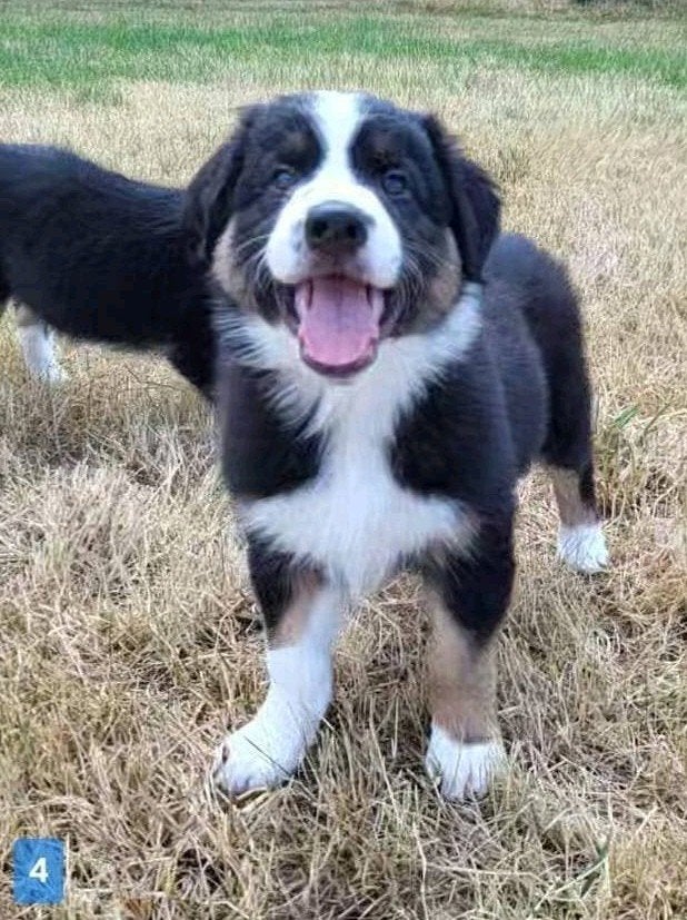 Australische herder pup / Australian Shepherd / Aussi pup, Dieren en Toebehoren, Parvo, België, 8 tot 15 weken, Meerdere