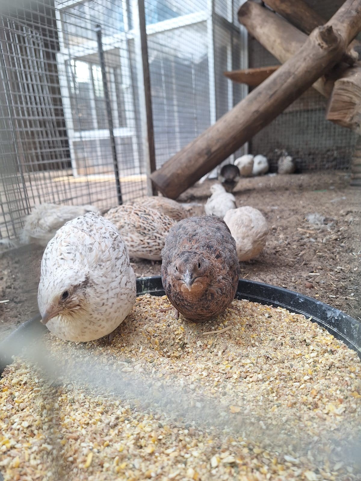 japanse kwartels, Dieren en Toebehoren, Pluimvee, Overige soorten, Meerdere dieren