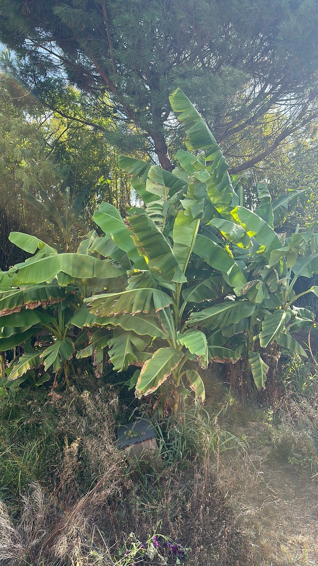 Bananenbomen bananenplanten, Jardin & Terrasse, Enlèvement, Autres espèces
