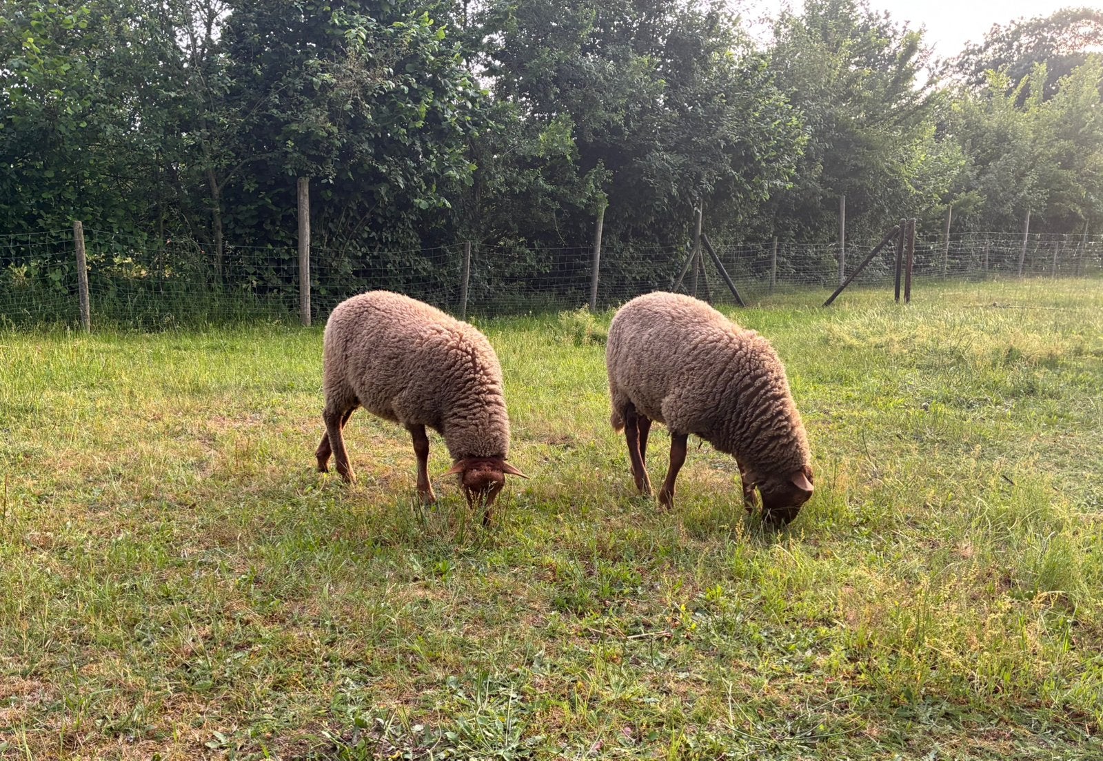 Ardense Voskop Ramlam, Mâle, Mouton, 0 à 2 ans