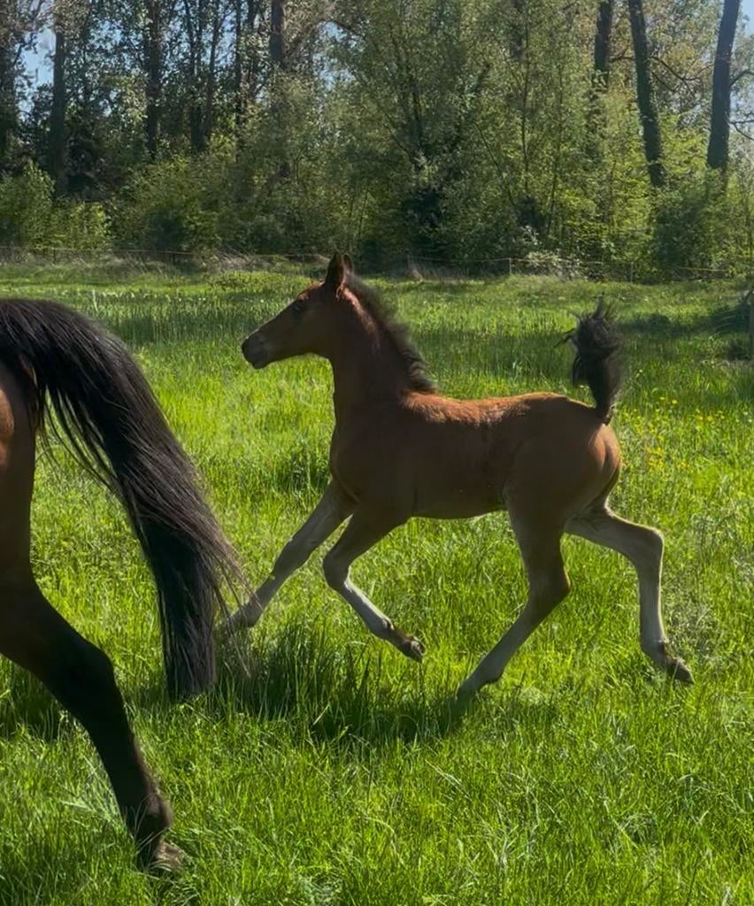 Top gefokt springveulen, Springpaard, Met stamboom, Niet van toepassing, 0 tot 2 jaar