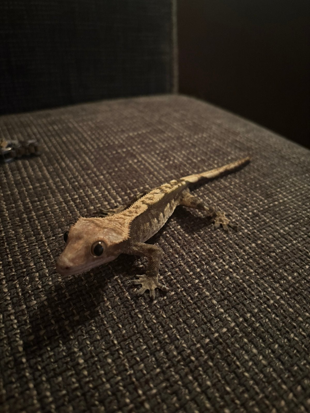 Wimpergekko’s met terarium, Animaux & Accessoires, Reptiles & Amphibiens