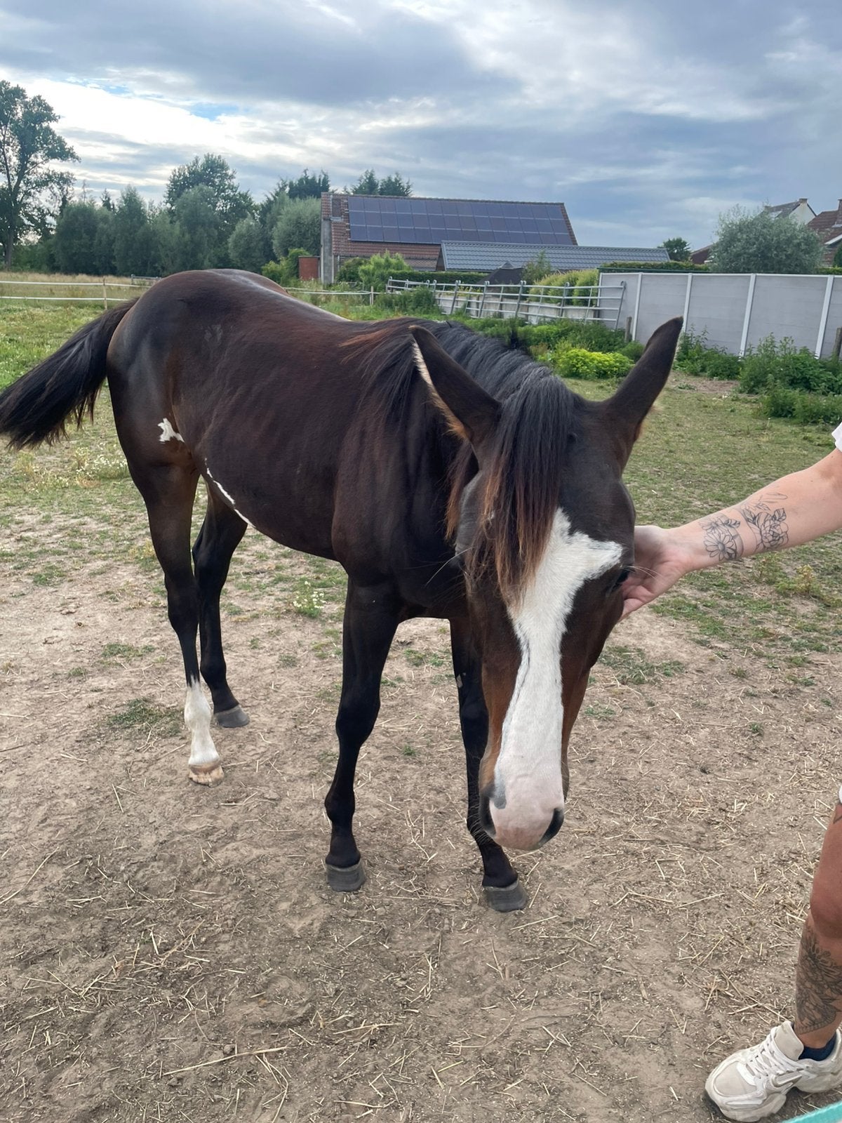 op zoek naar een weide plek liefst met schutting of stal!, Dieren en Toebehoren