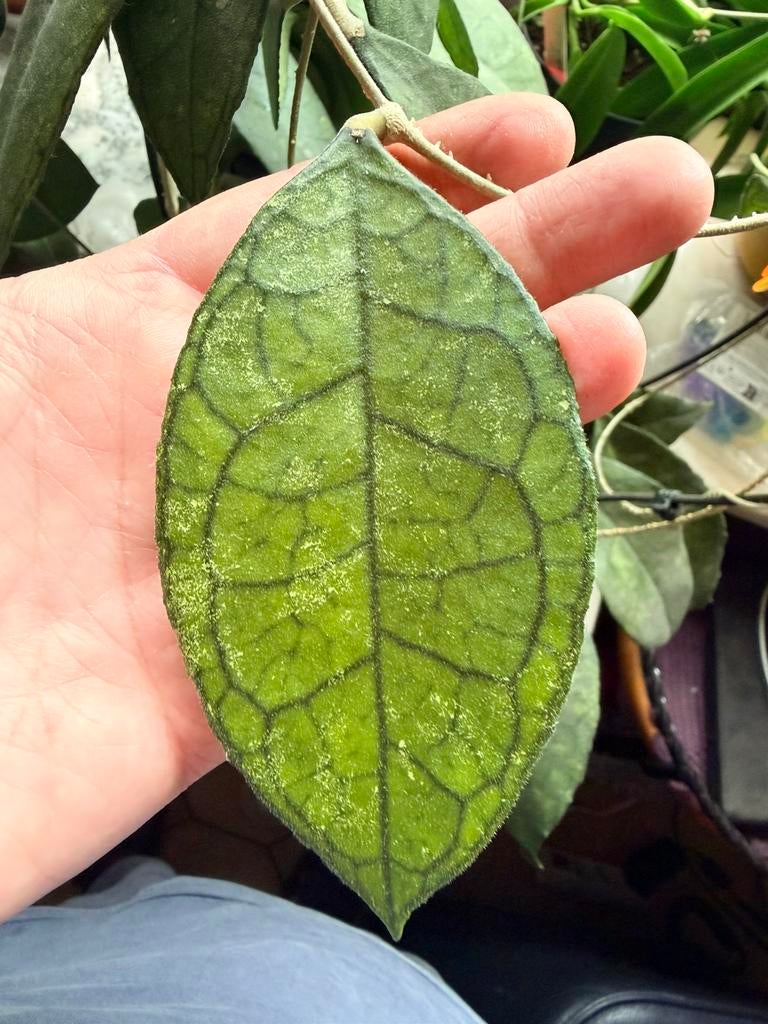 Hoya FINLAYSONII, Huis en Inrichting, Kamerplanten, Ophalen of Verzenden