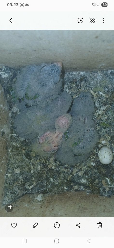 aymara, Meerdere dieren, Parkiet
