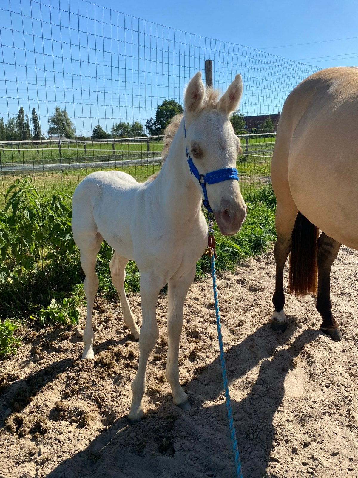 Poulain à champagne Grullo, Moins de 160 cm, Cheval western, Avec pedigree, 0 à 2 ans