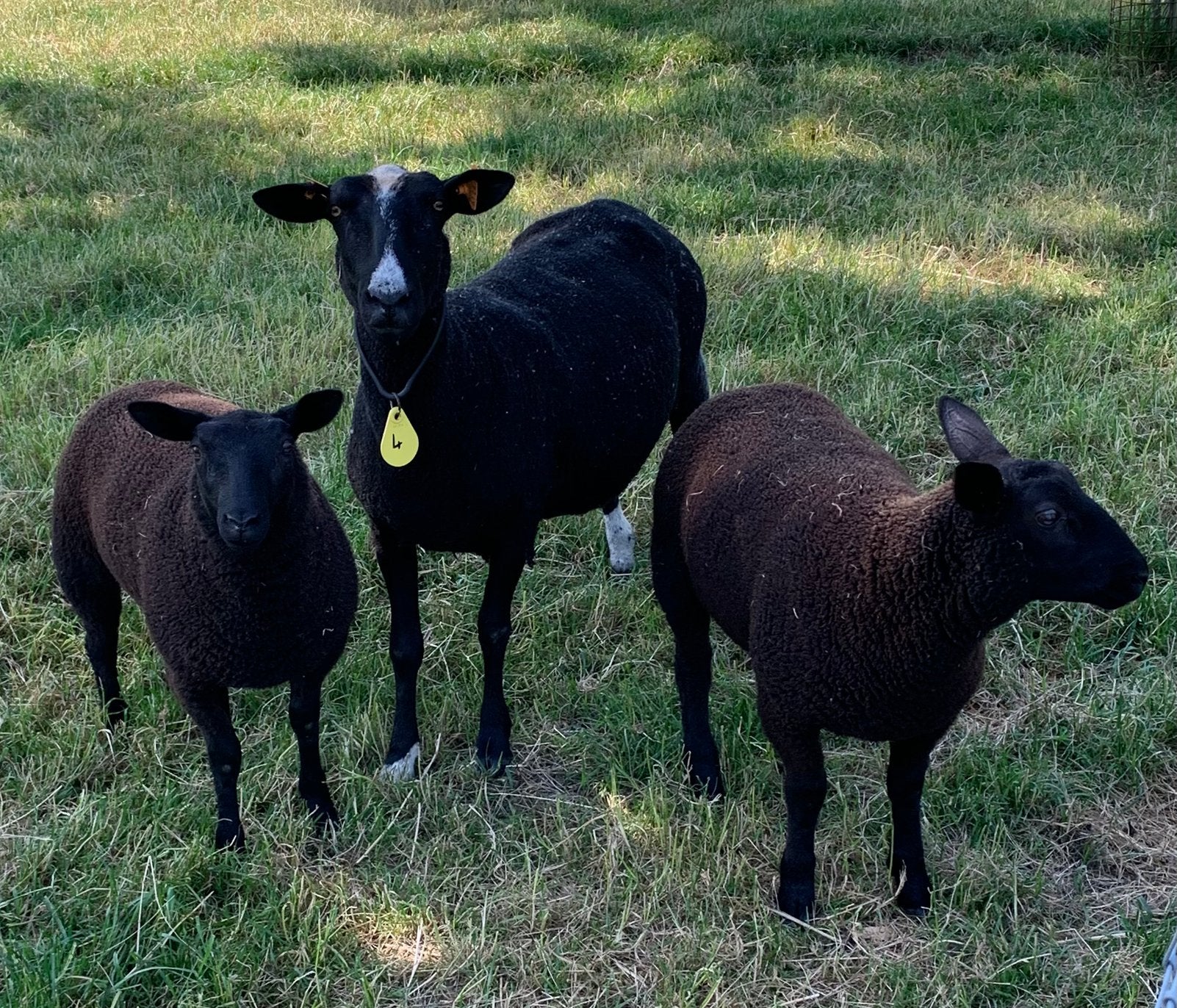 Ram lammers, Animaux & Accessoires, Moutons, Chèvres & Cochons
