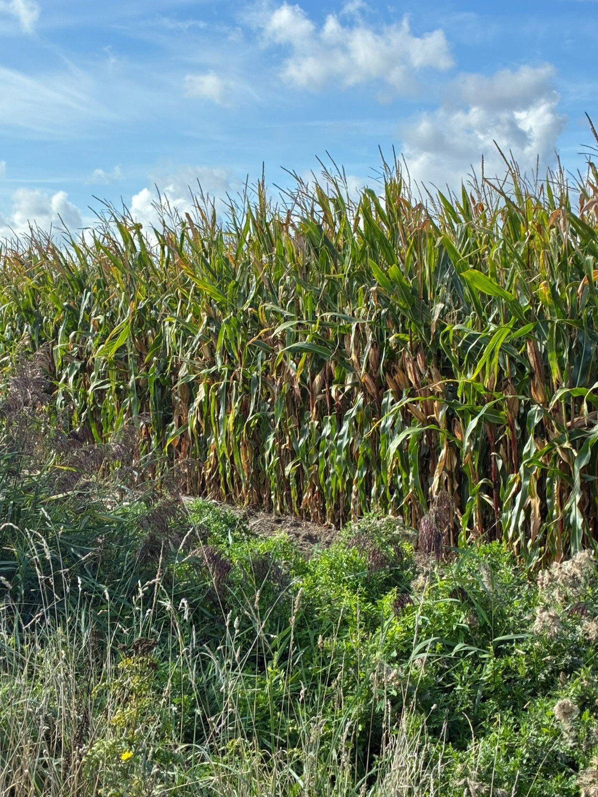 Mais (kuilmais of dorsen)