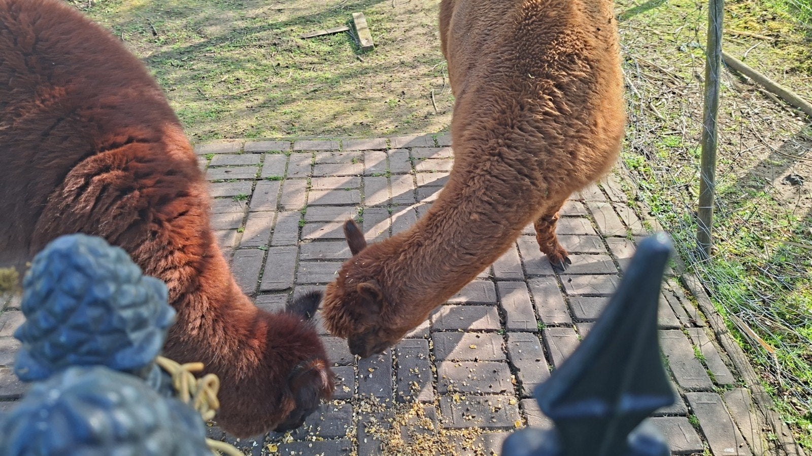 alpaca mannetjes, Dieren en Toebehoren, Overige Dieren, Maart, Mannelijk