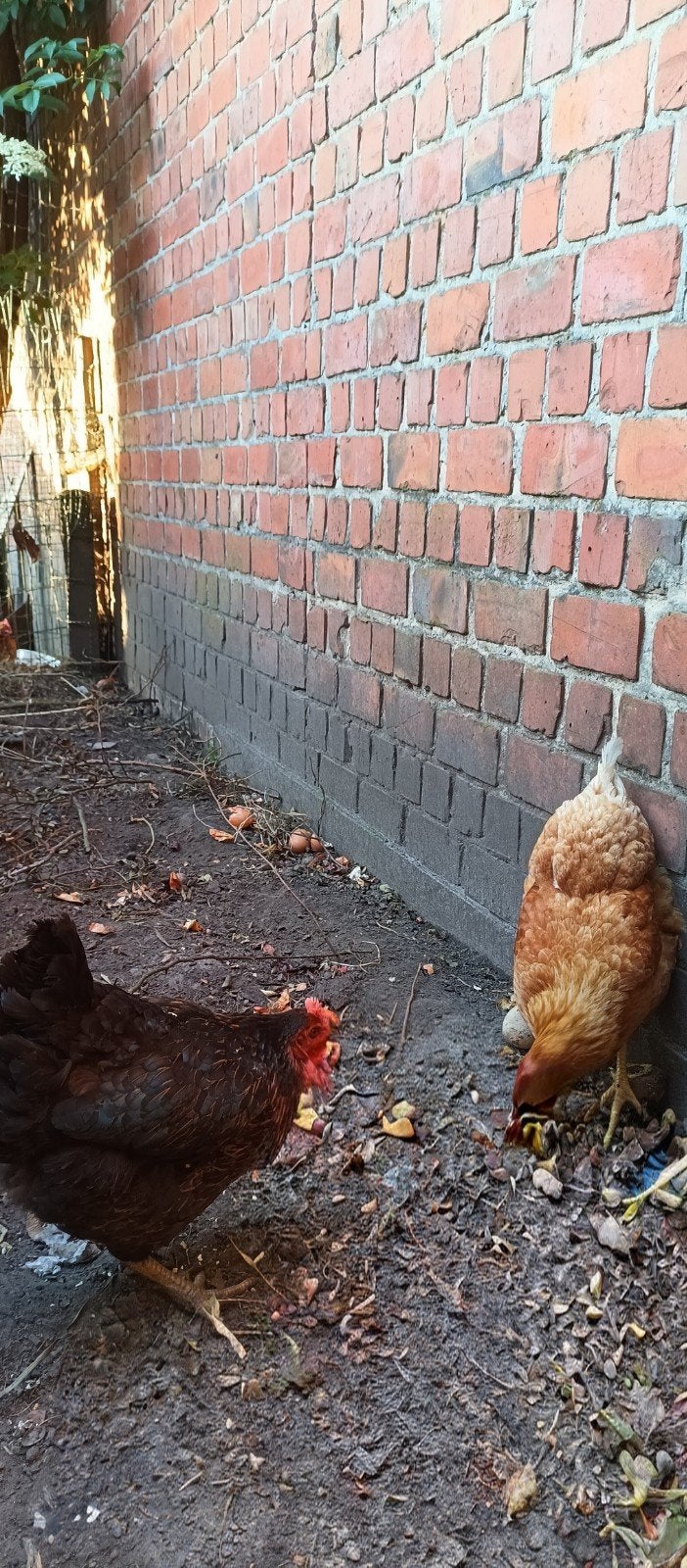 Kippen, Dieren en Toebehoren, Pluimvee