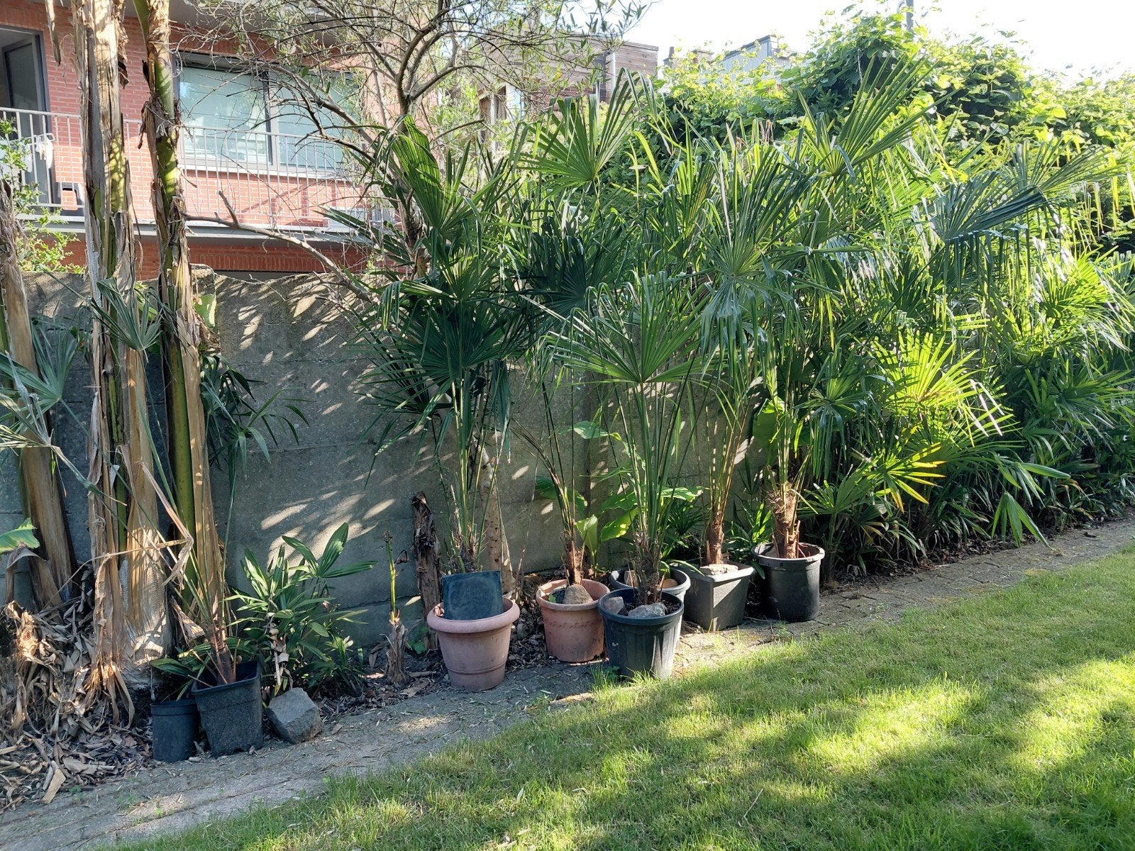 Thrachycarpus fortunei palmbomen - opruiming, Ophalen, In pot