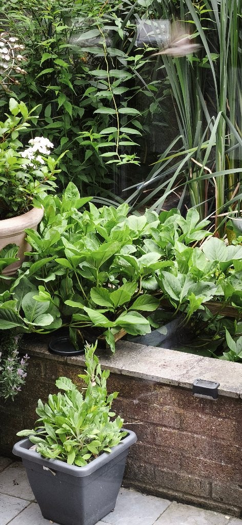 A donner, plantes aquatiques., Tuin en Terras, Planten | Tuinplanten, Ophalen, Volle zon, Vaste plant, Zomer