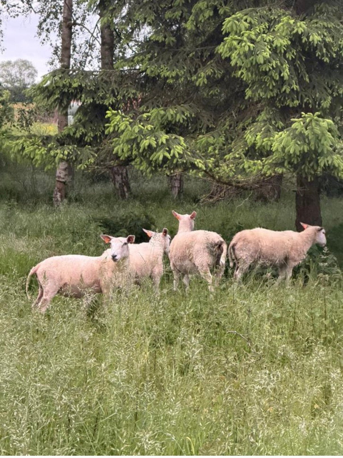 Schapen ooien met lammeren, Animaux & Accessoires, Moutons, Chèvres & Cochons, Femelle, Mouton, 0 à 2 ans