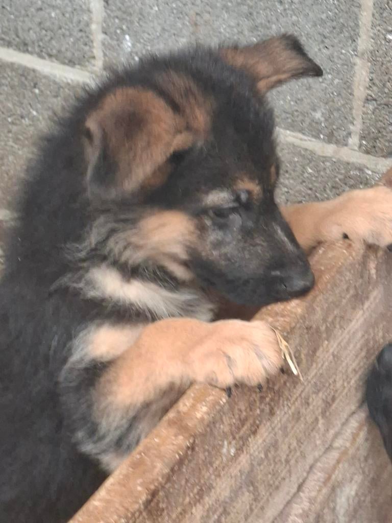 Duitse herder pups, Dieren en Toebehoren, Honden | Herdershonden en Veedrijvers, Parvo, België, Fokker | Hobbymatig, 8 tot 15 weken
