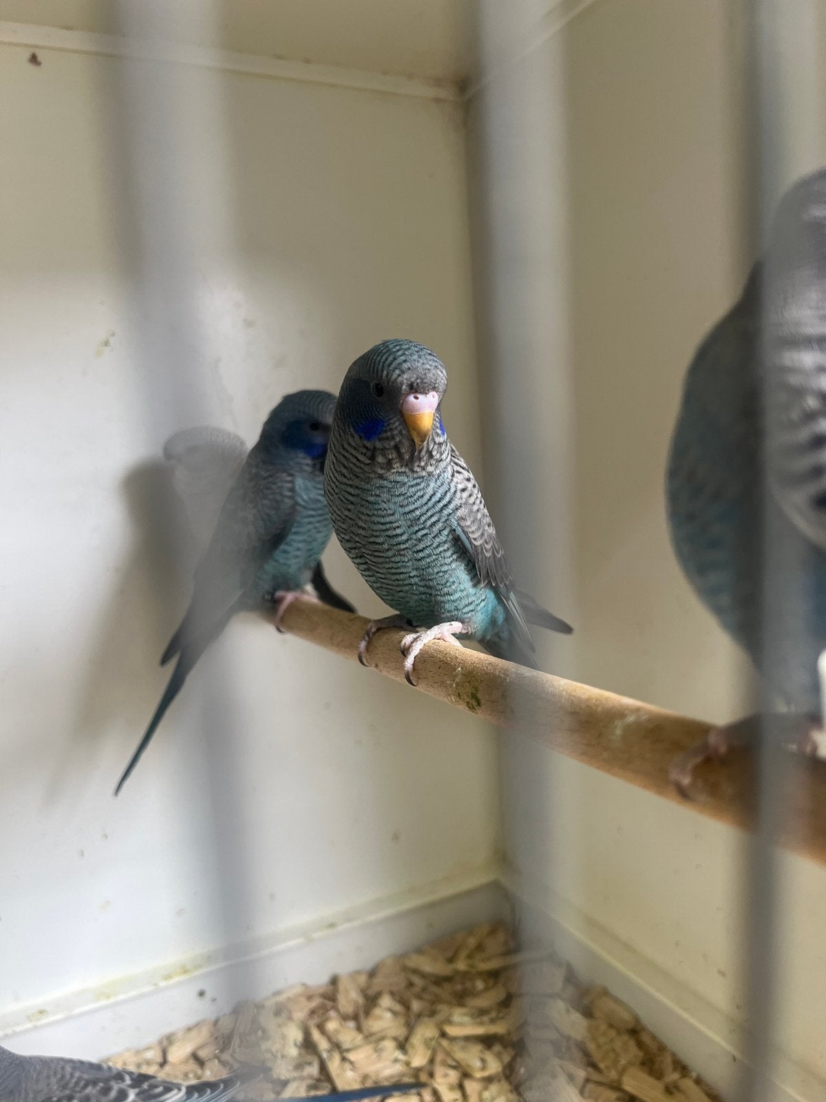 Blackface blackwing, Dieren en Toebehoren