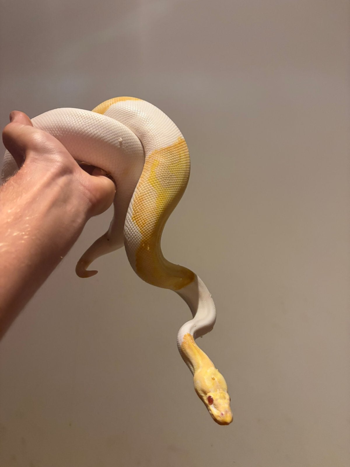 Lot de python reguis, Animaux & Accessoires, Serpent, Avec terrarium, 3 à 6 ans