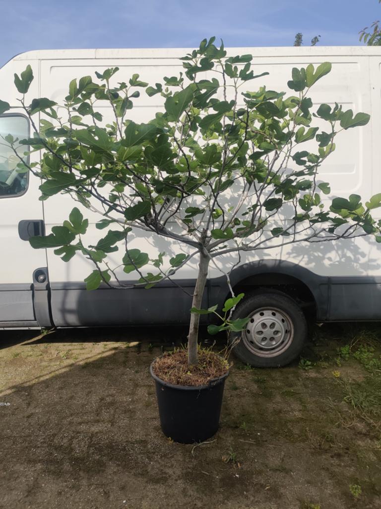 Vijgenboom ( Brown turkey ), Tuin en Terras, Planten | Bomen, Ophalen, In pot, 400 cm of meer